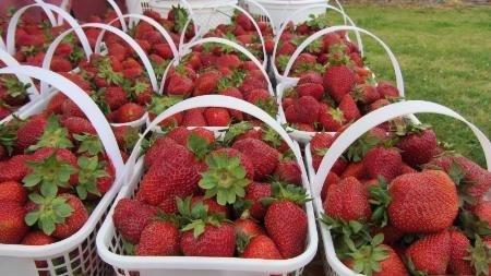 Madison City Farmers Market