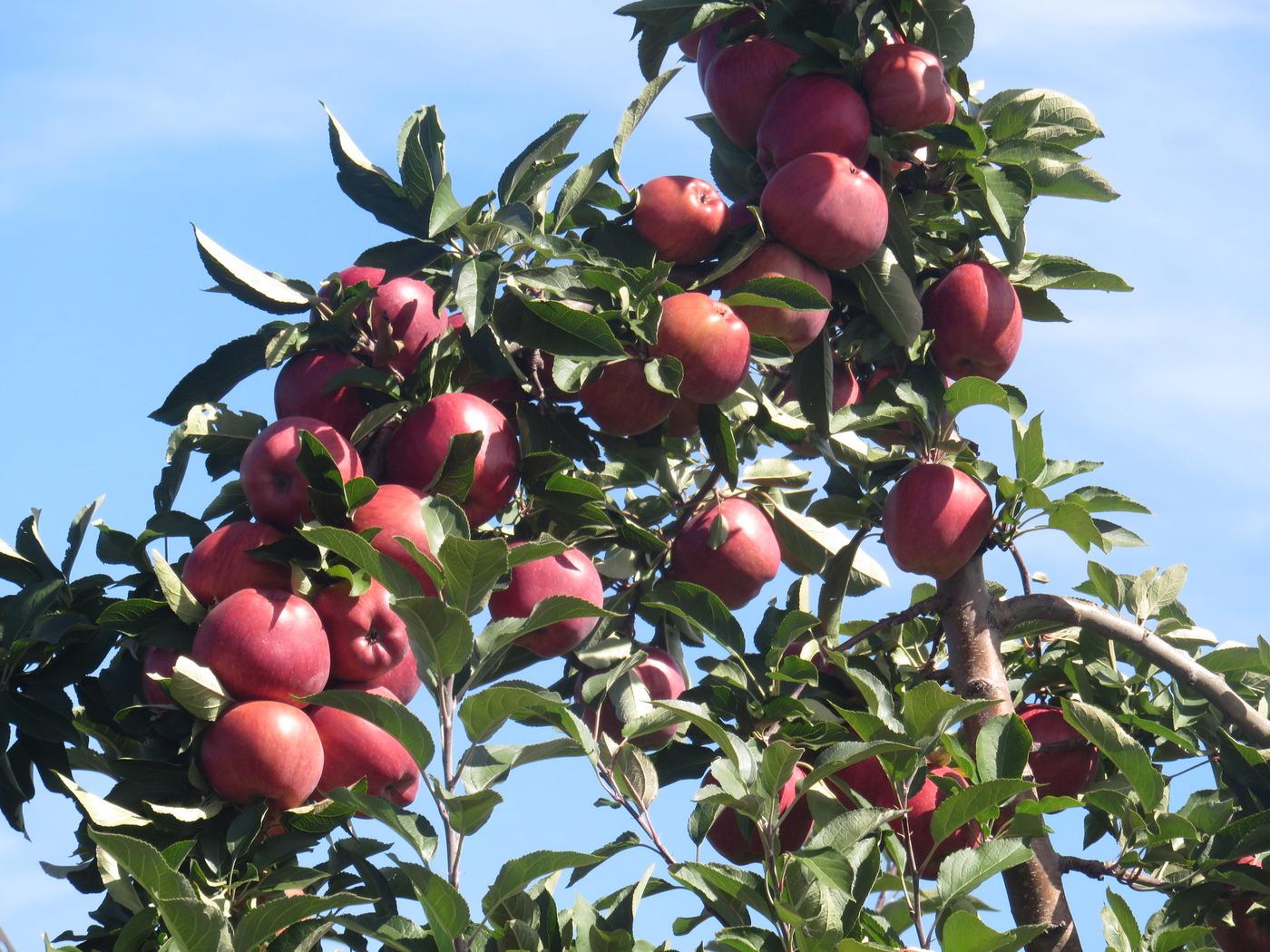 Ochs Orchard