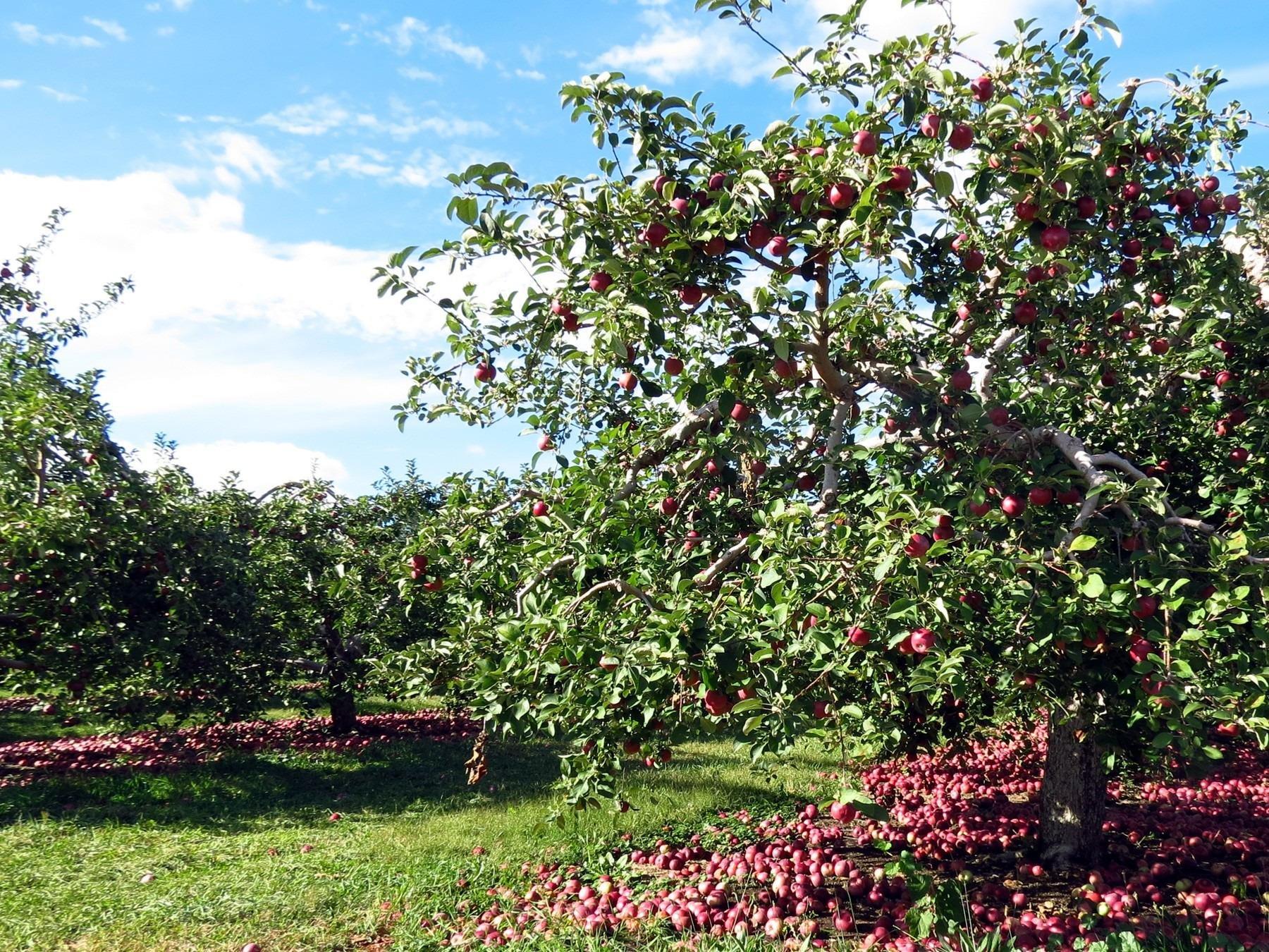 Apple Barrel Orchards