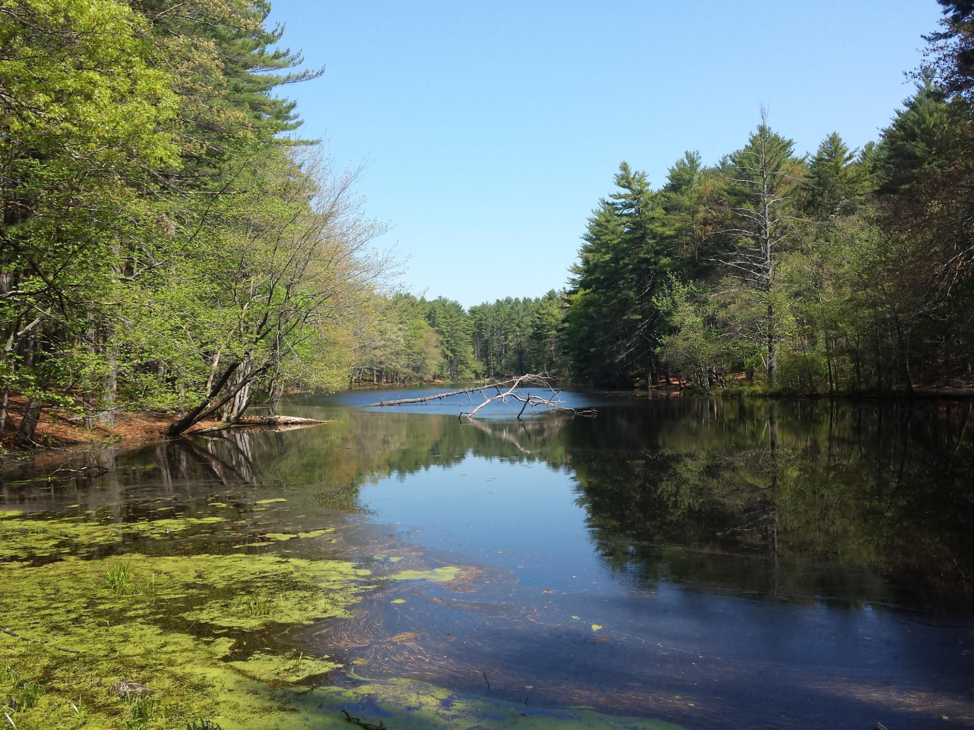 Harold Parker State Forest