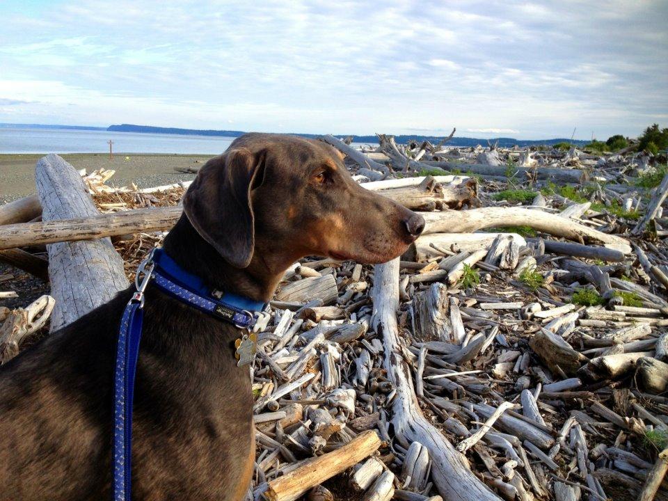 Photo by Doberpuppy