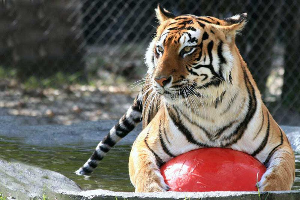 Big Cat Habitat