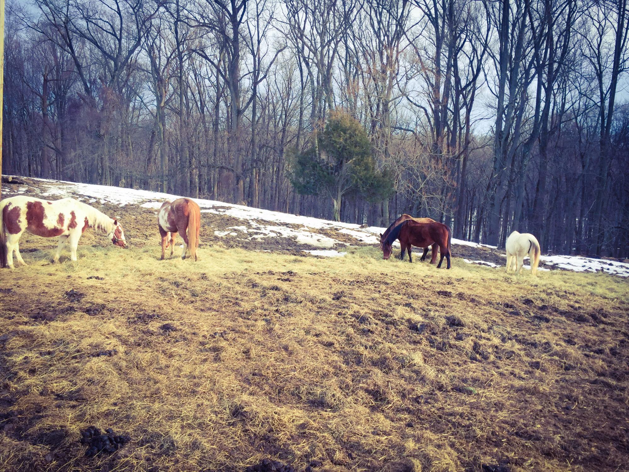 Misty Manor Riding Stables