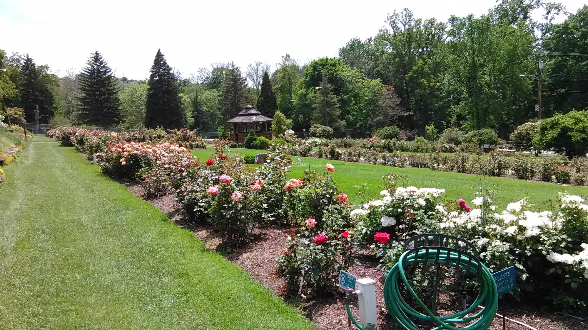 Renziehausen Park Rose Garden