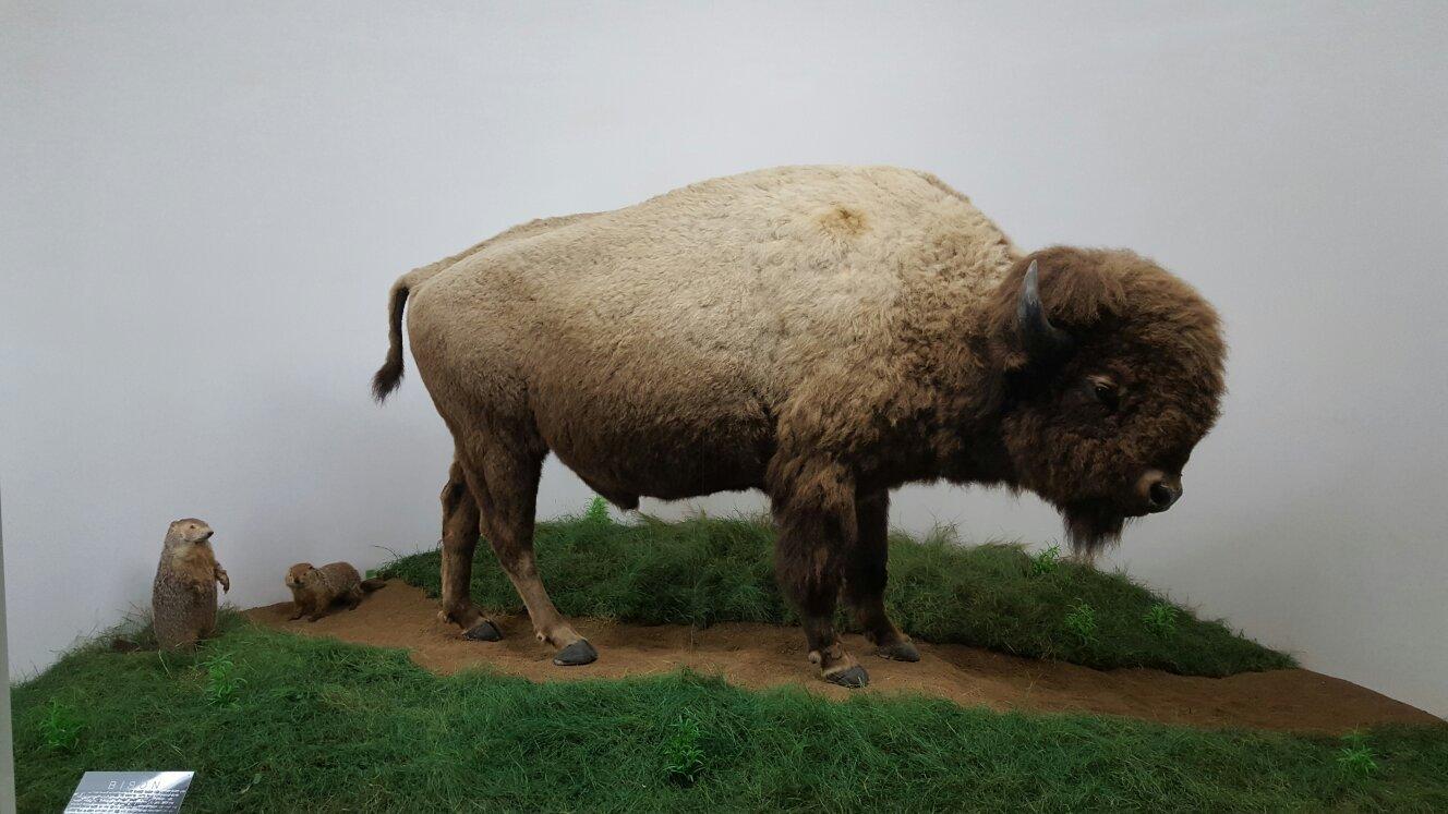 Mammoth Cave Wildlife Museum