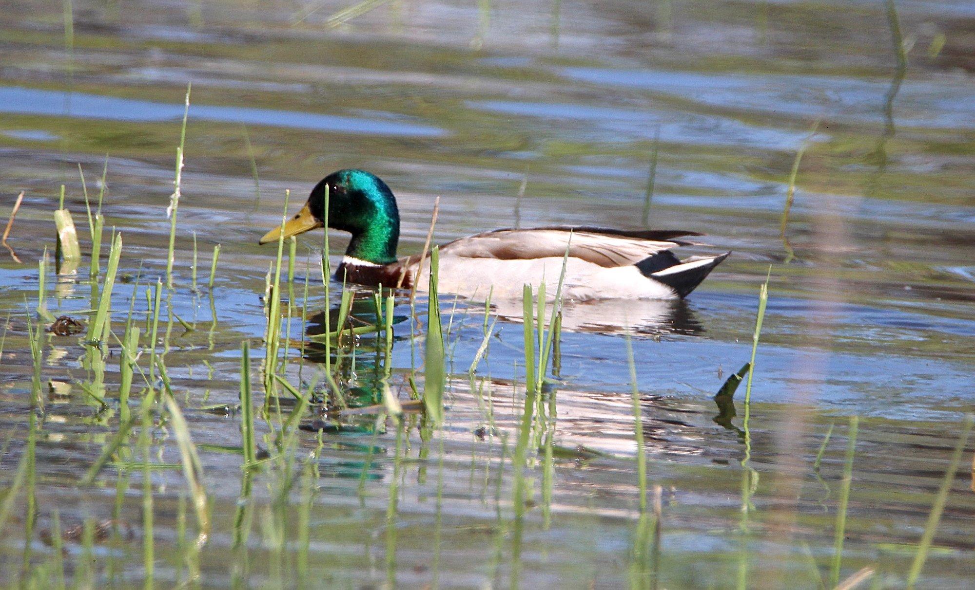 Maplewood Nature Center