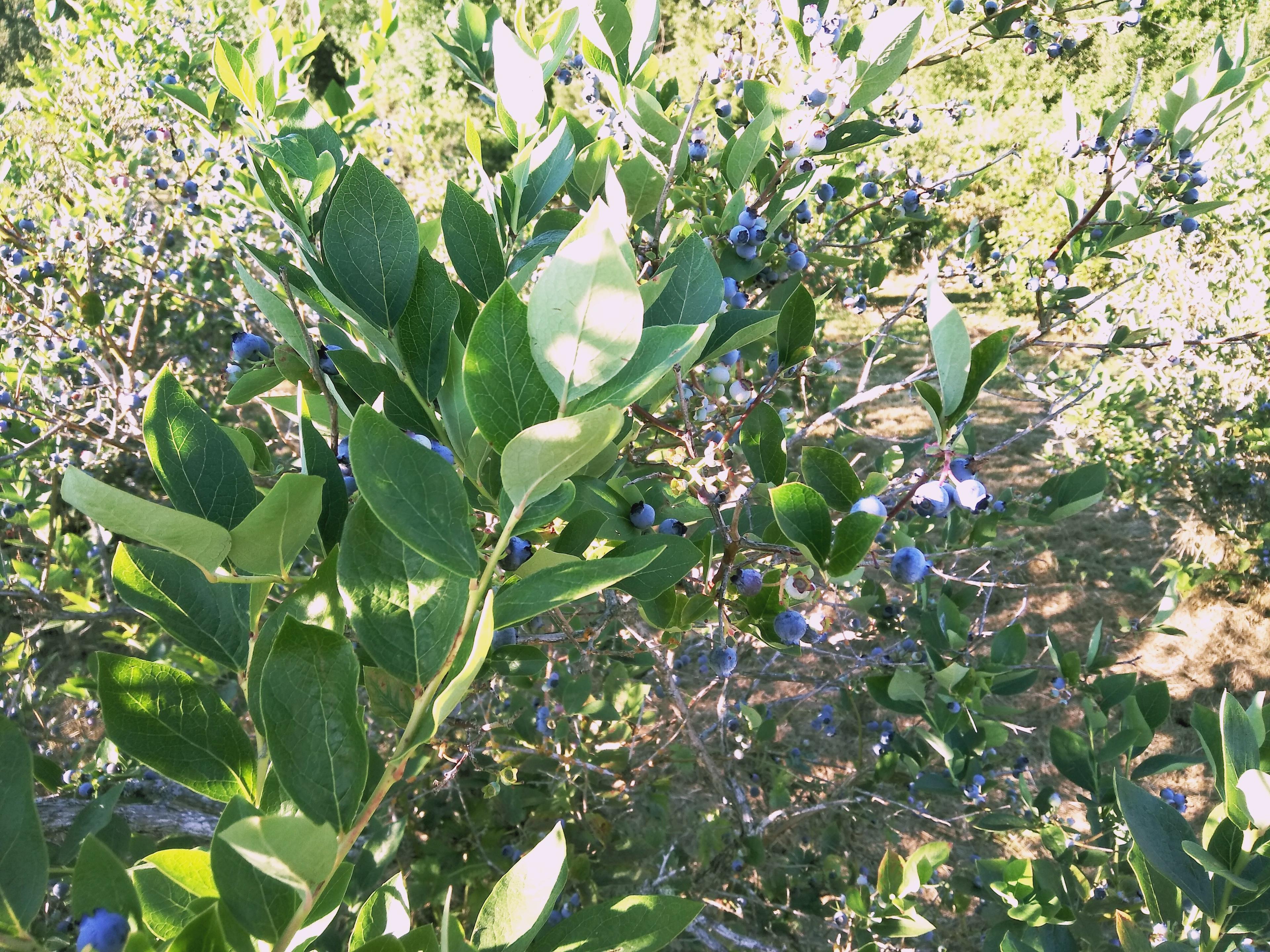 Larsen Lake Blueberry Farm