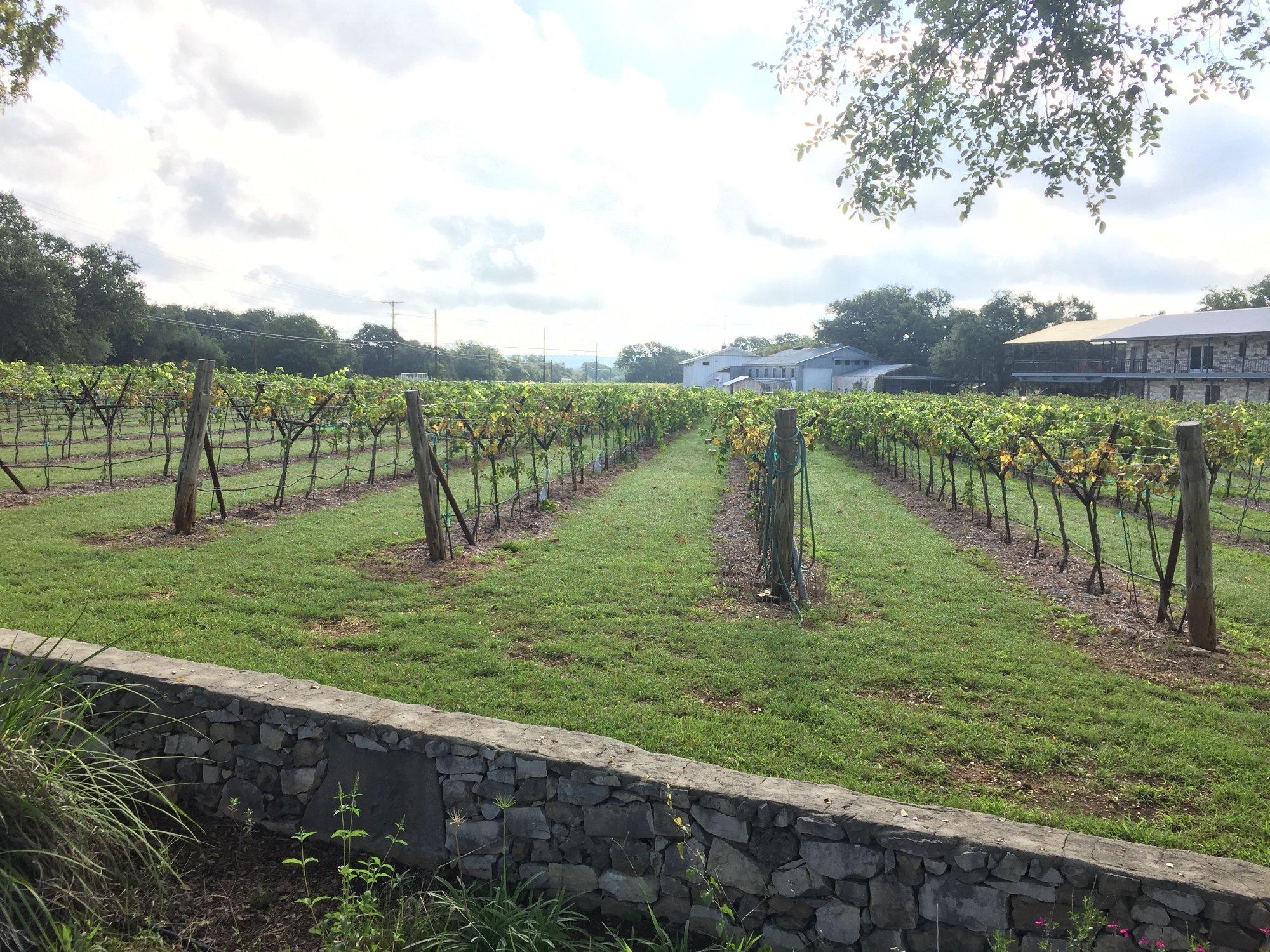 Dry Comal Creek Vineyards