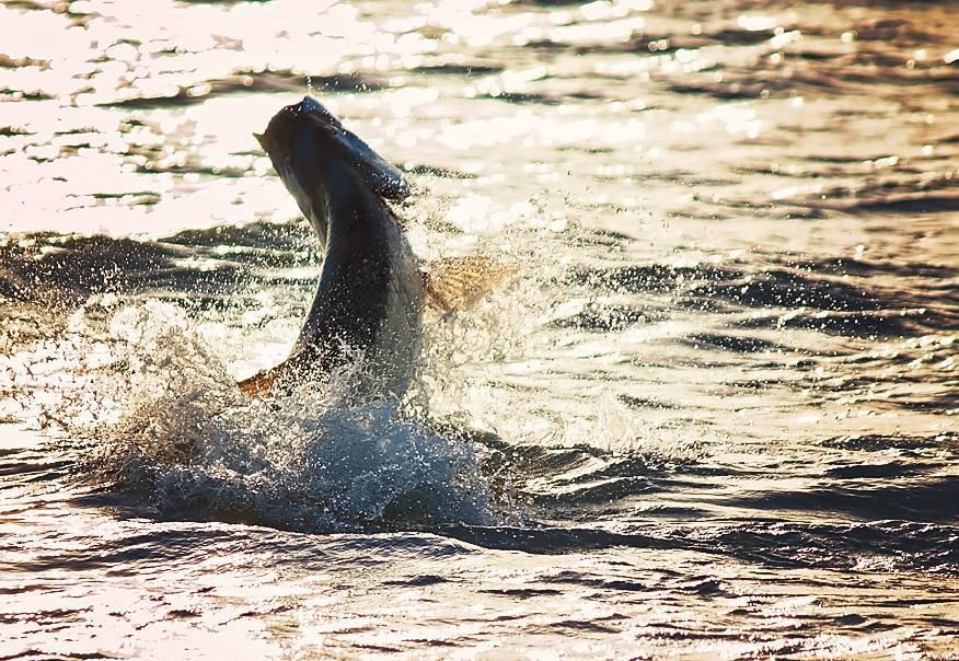 Captain Shawn Kelly's Tarpon Snook Redfish