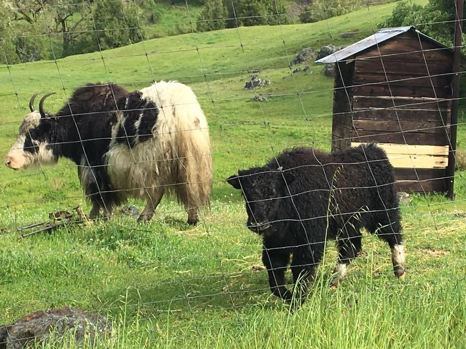 Petit Teton Farm