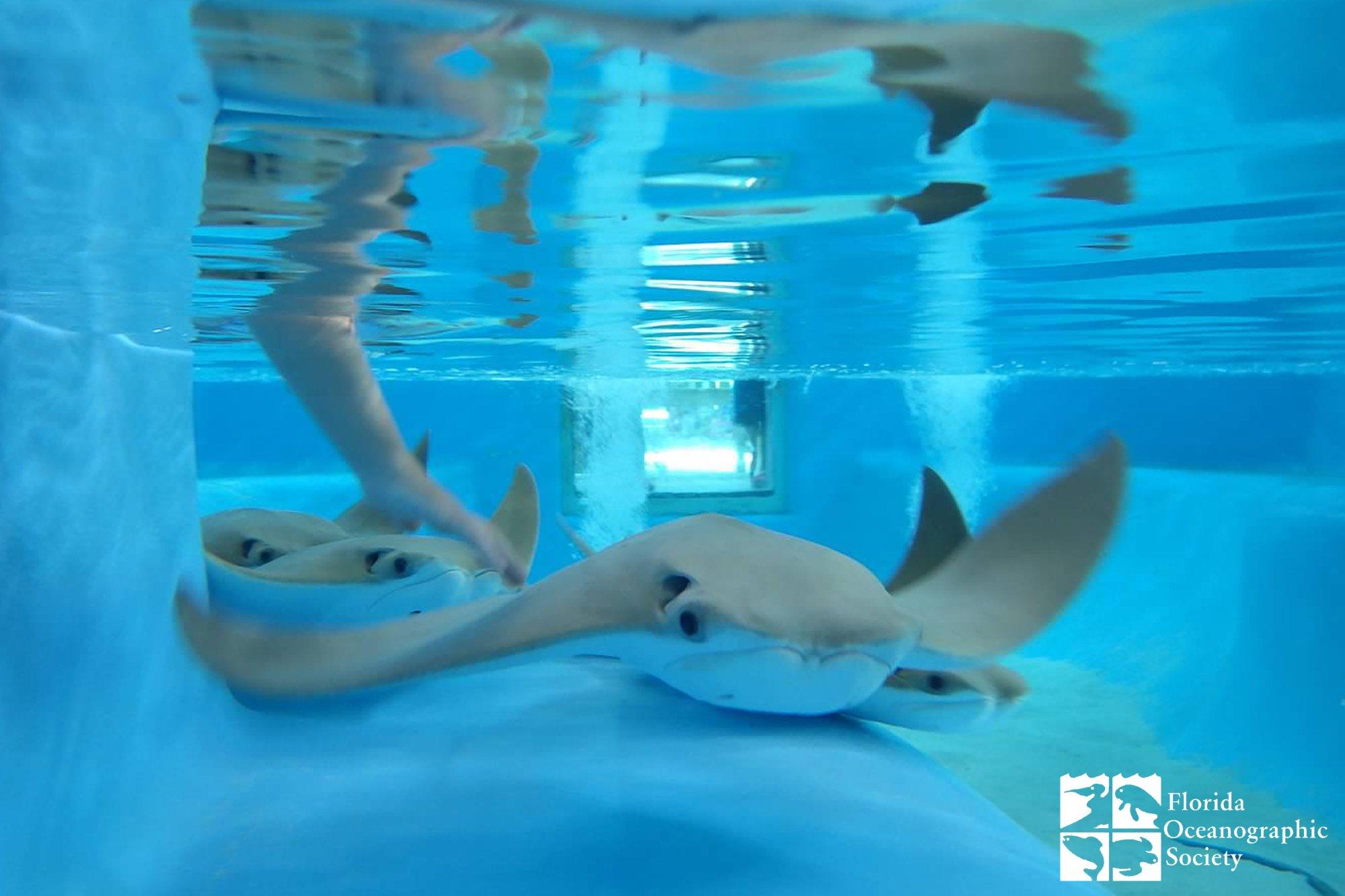 Florida Oceanographic Coastal Center