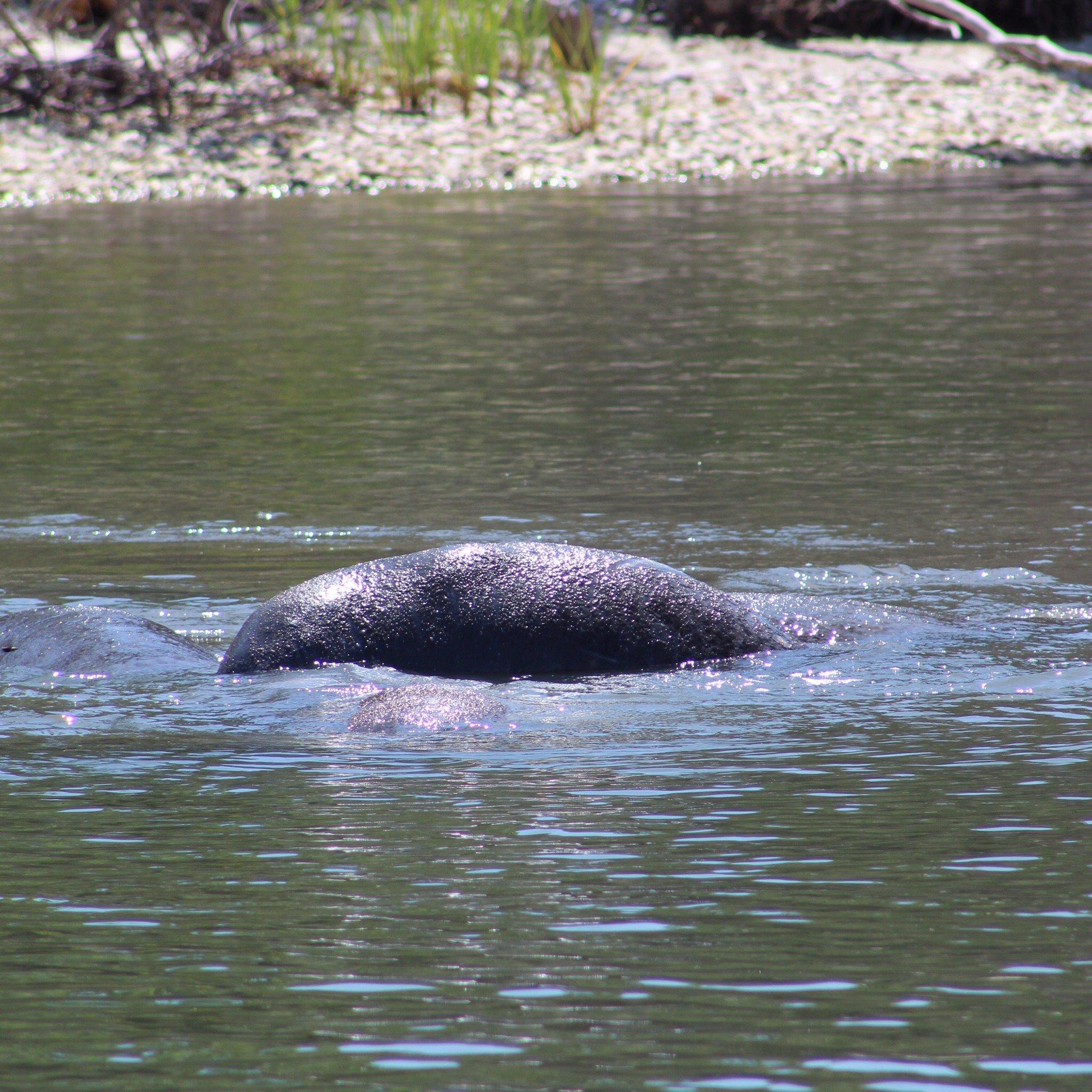 Turtle Mound River Tours