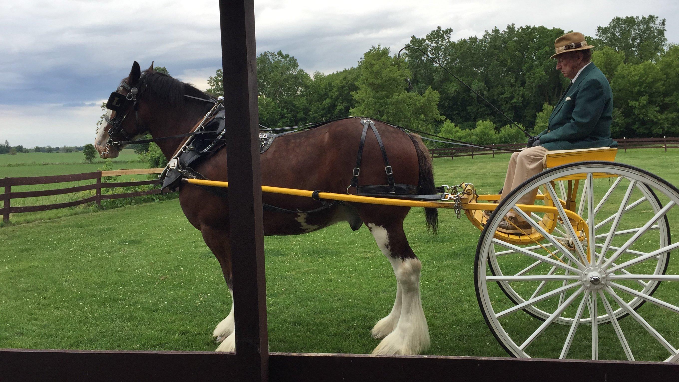 Larson's Famous Clydesdales