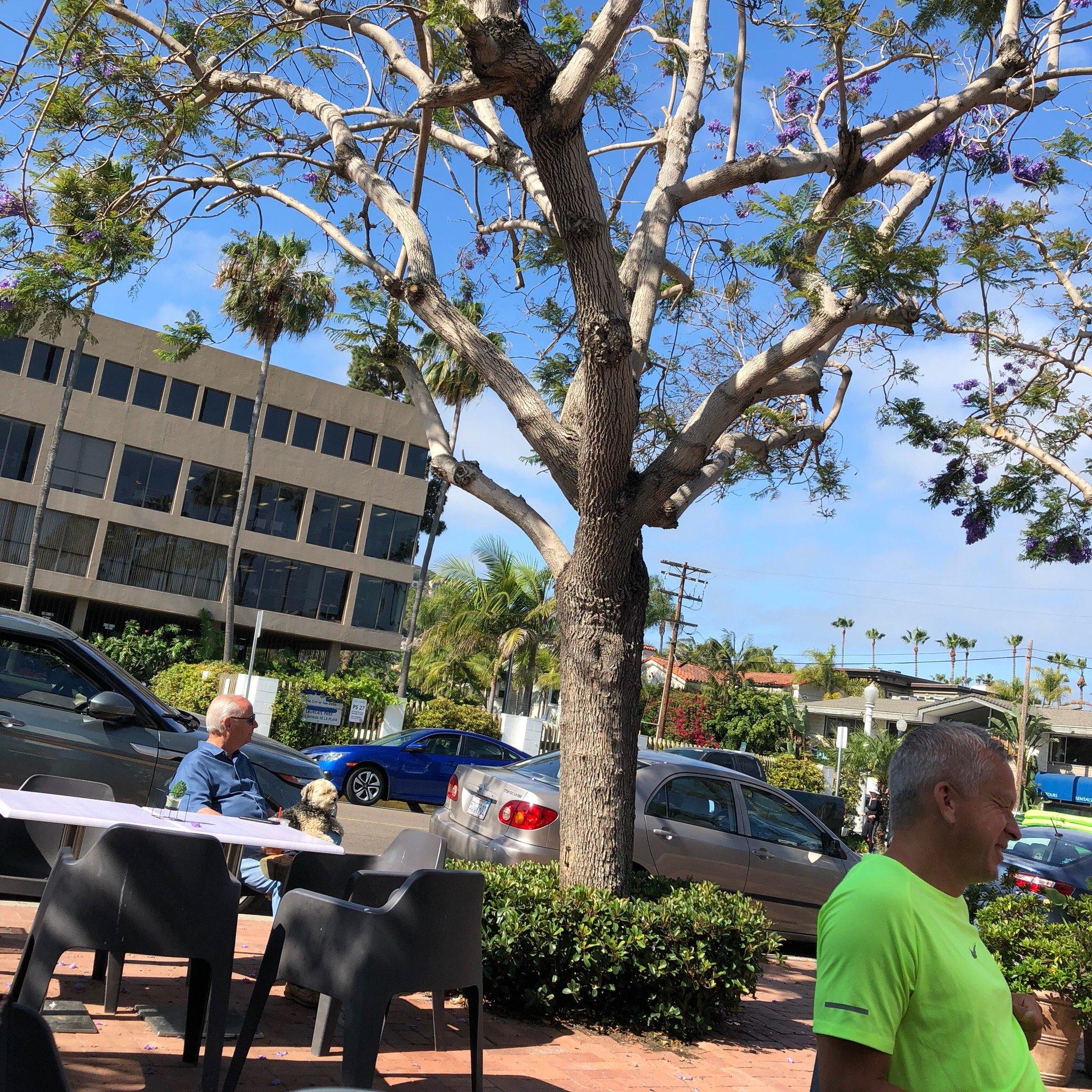 Brick & Bell Cafe - La Jolla Shores