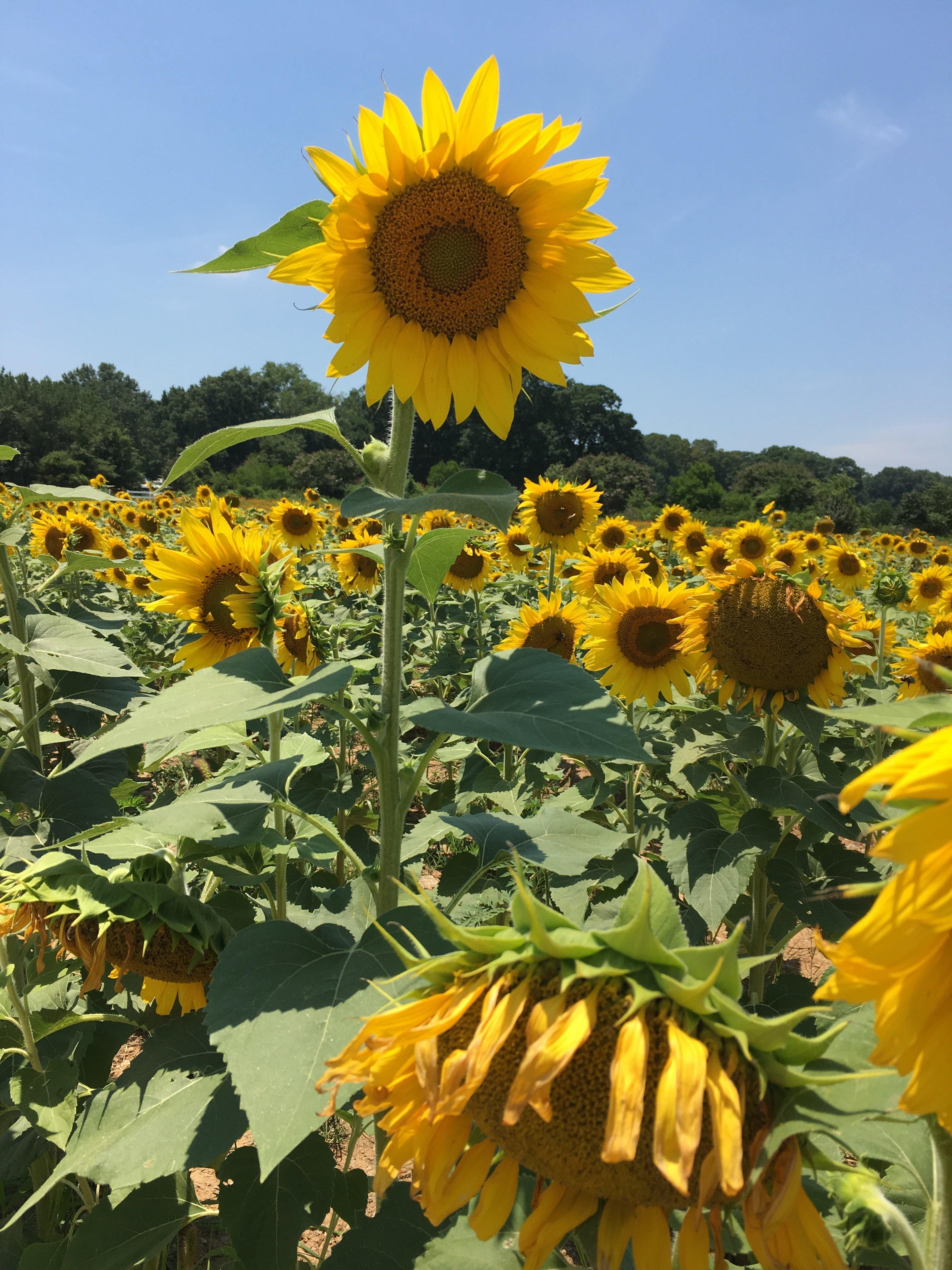 Dorothea Dix Park