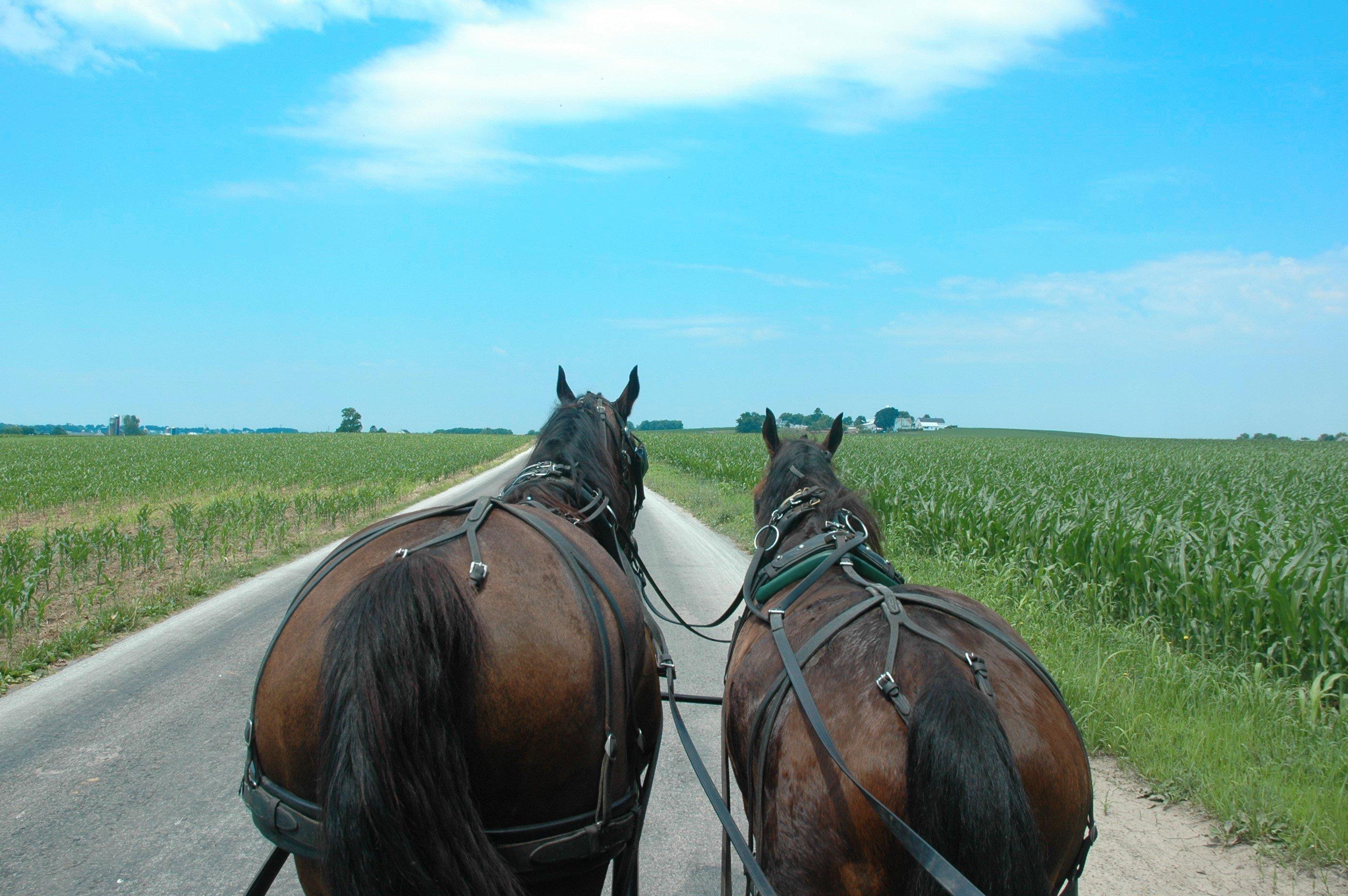 AAA Buggy Rides