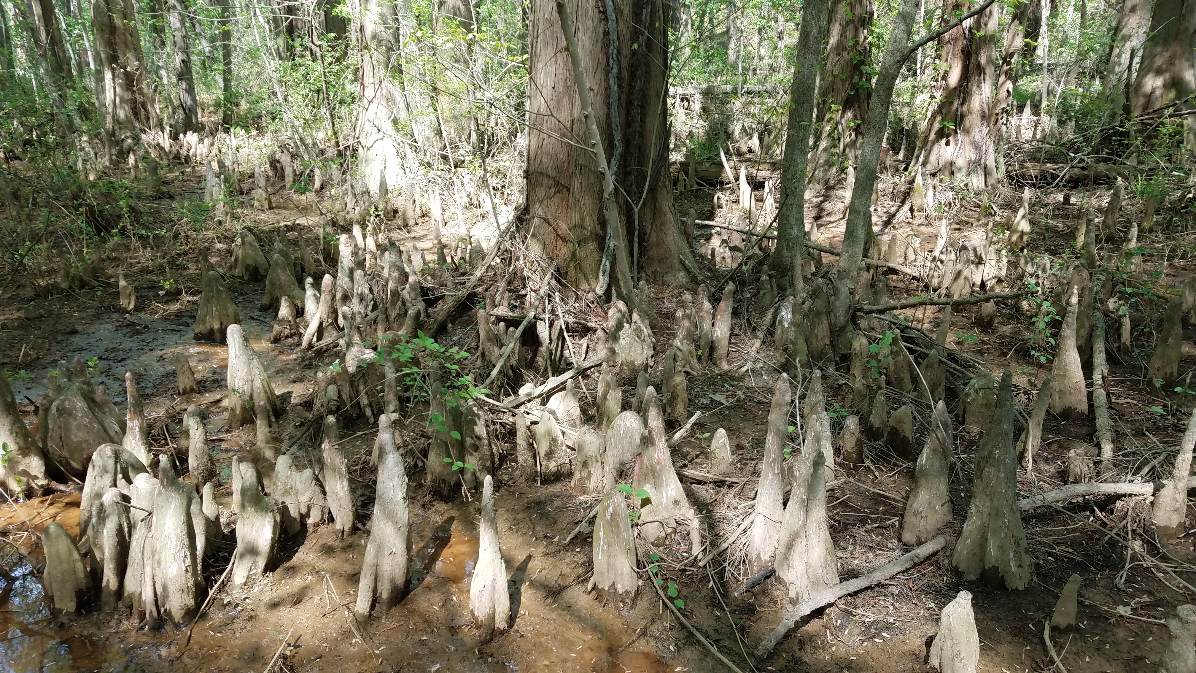 Battle Creek Cypress Swamp Sanctuary