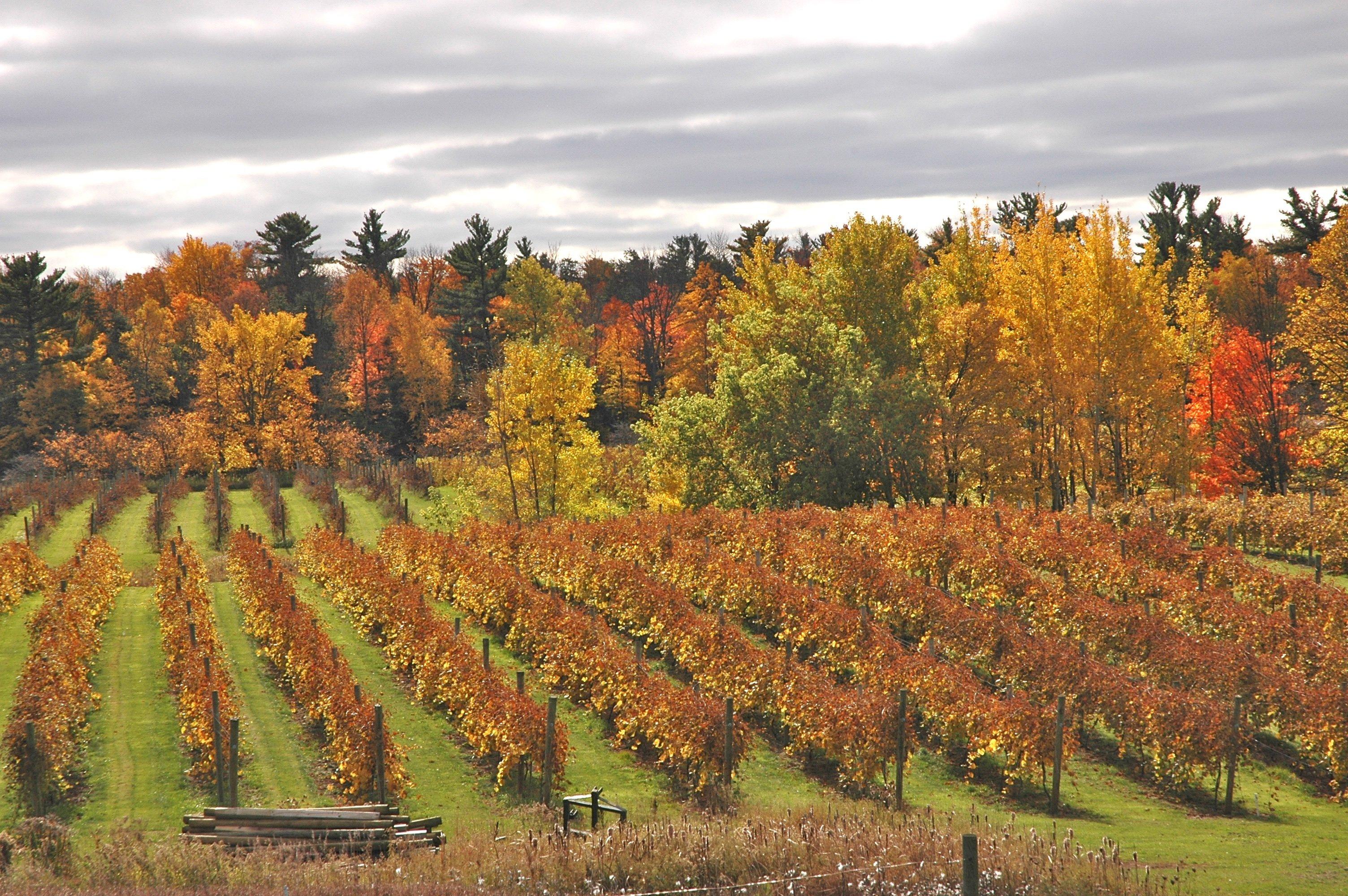 Cold Country Vines & Wines