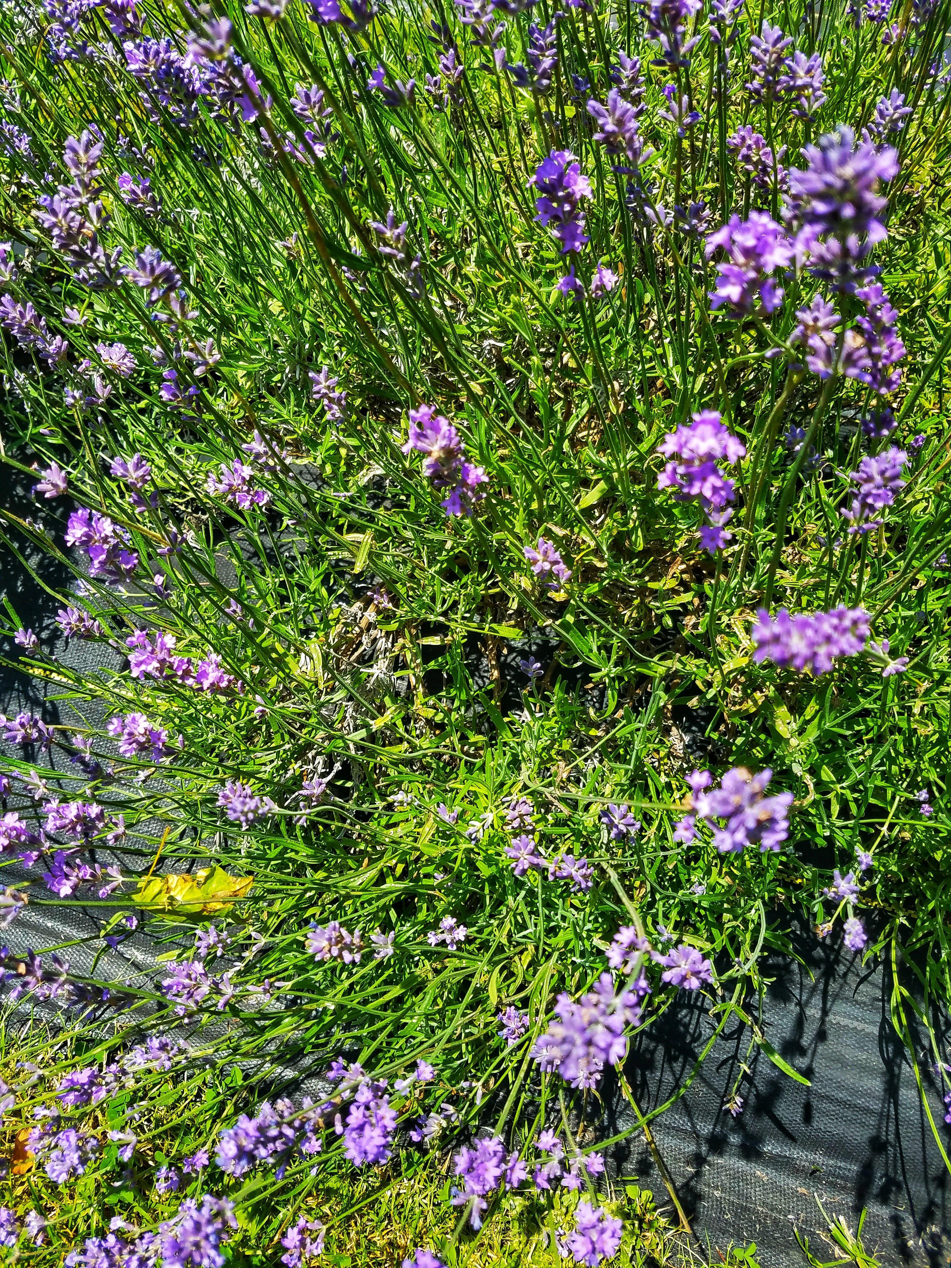 Lakeside Lavender and Herbs