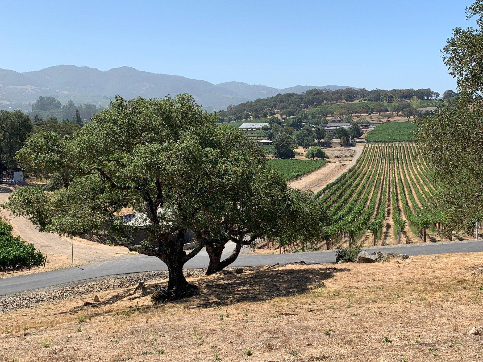 Wine Tasting Driver