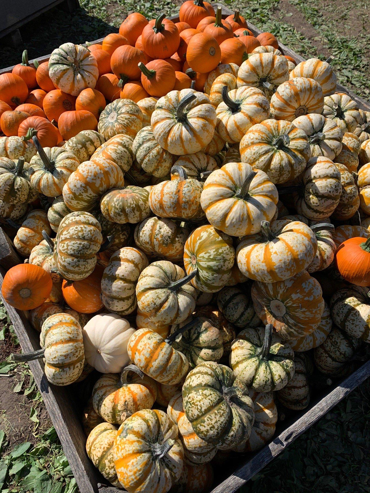 Beasley's Orchard and Gardens