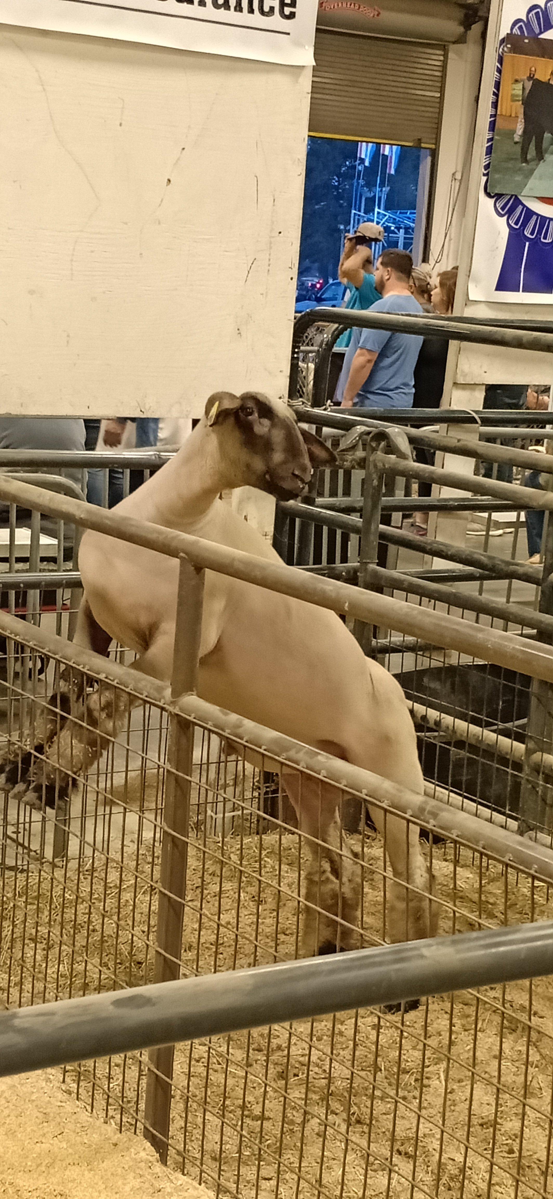 North Carolina State Fair