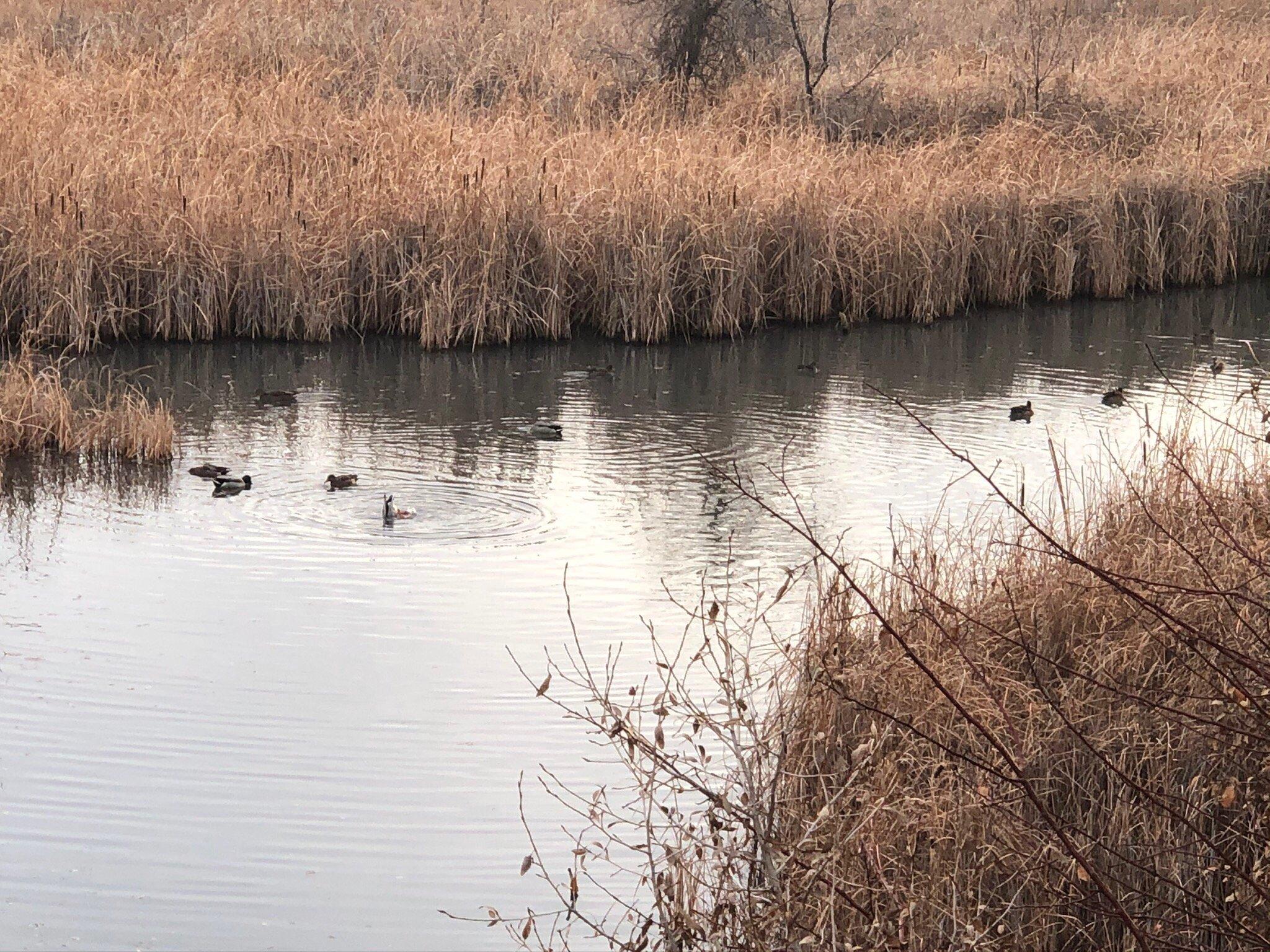 Riverbend Ponds Natural Area