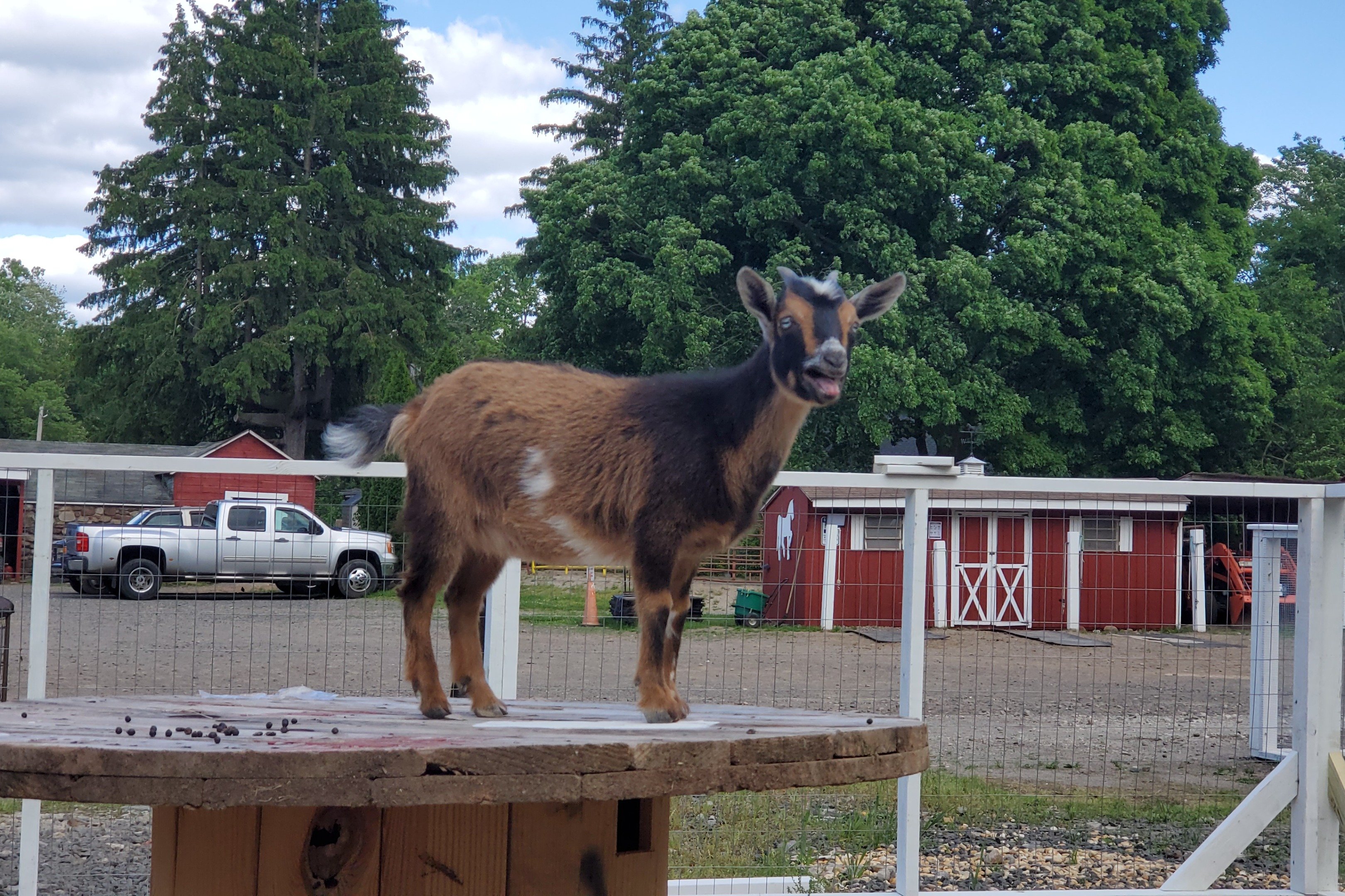 Nickel O Stables / Farms