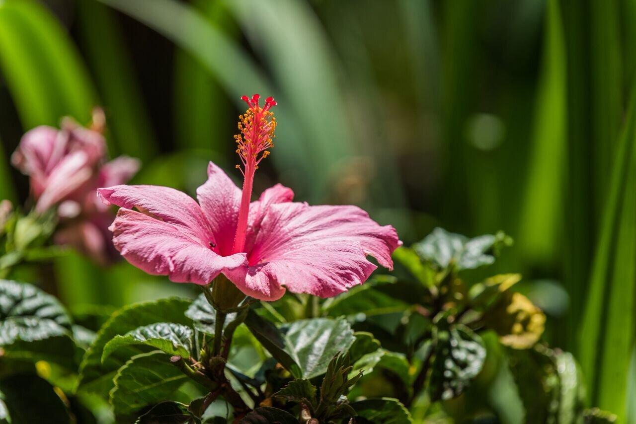 Rodef Shalom Biblical Botanical Garden