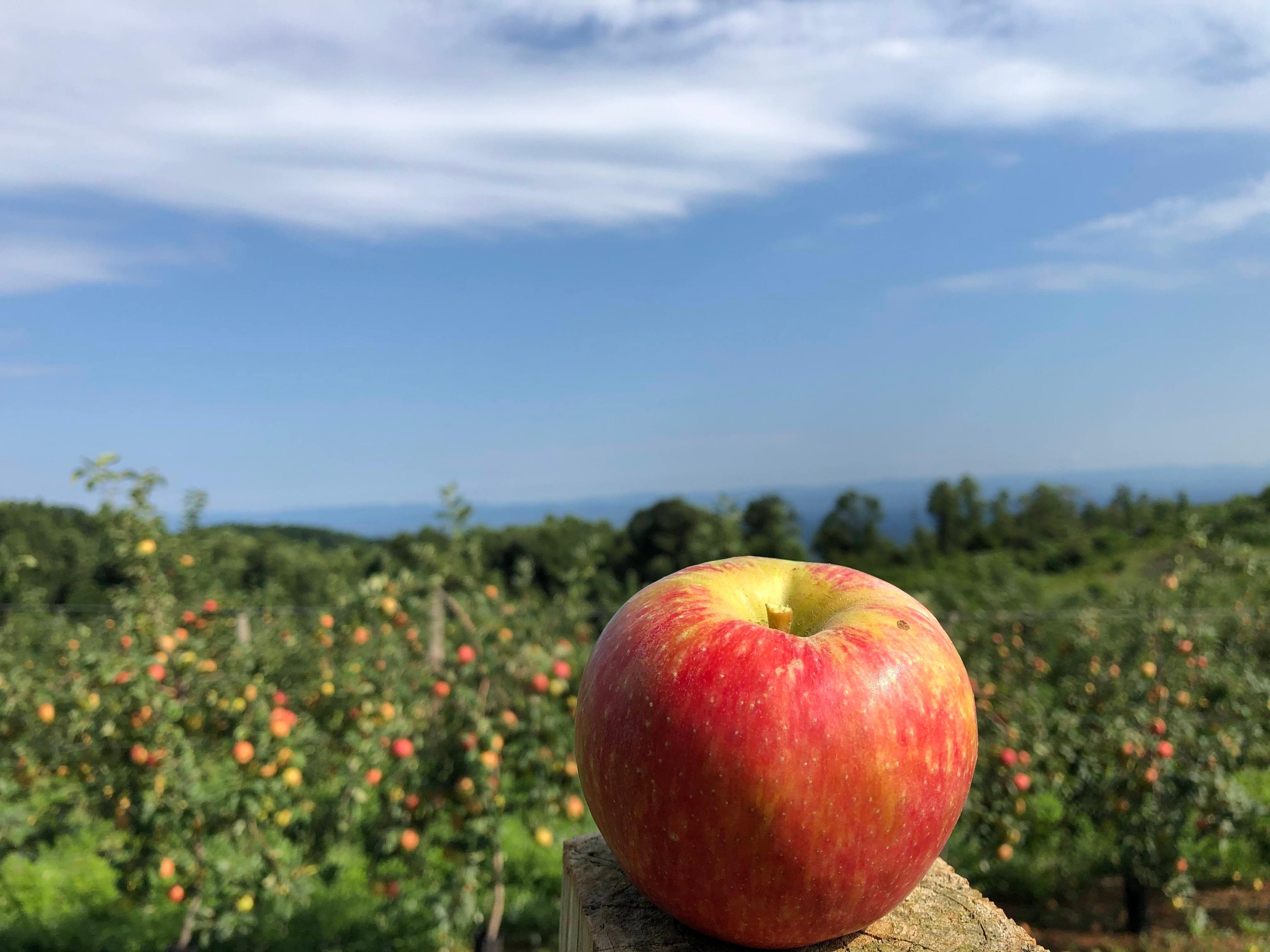 Perry Lowe Orchards