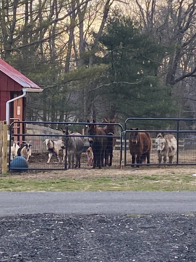 Muddy Paws Farm Rescue