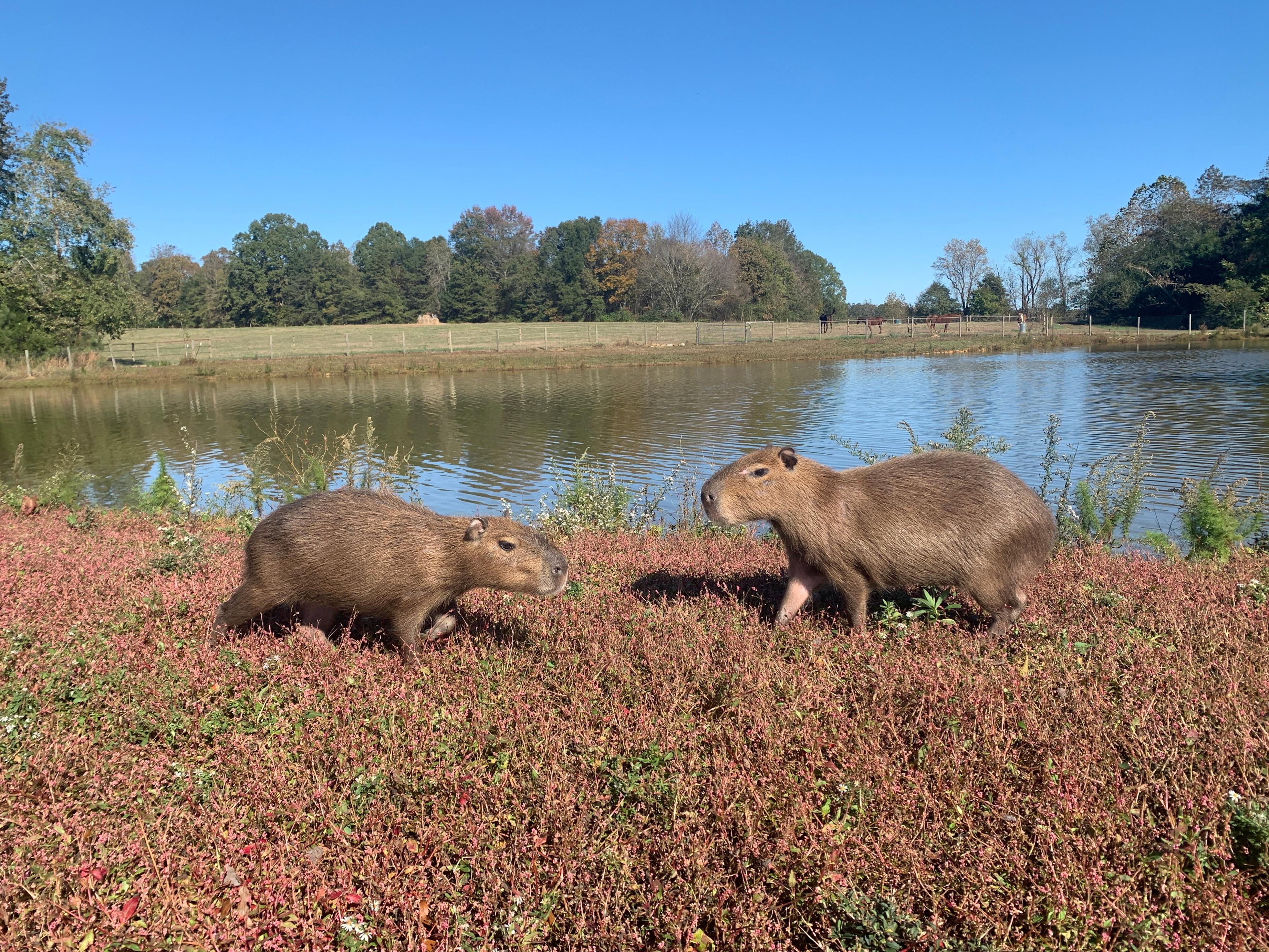 Liberty Acres Animal Haven & Equine Rescue