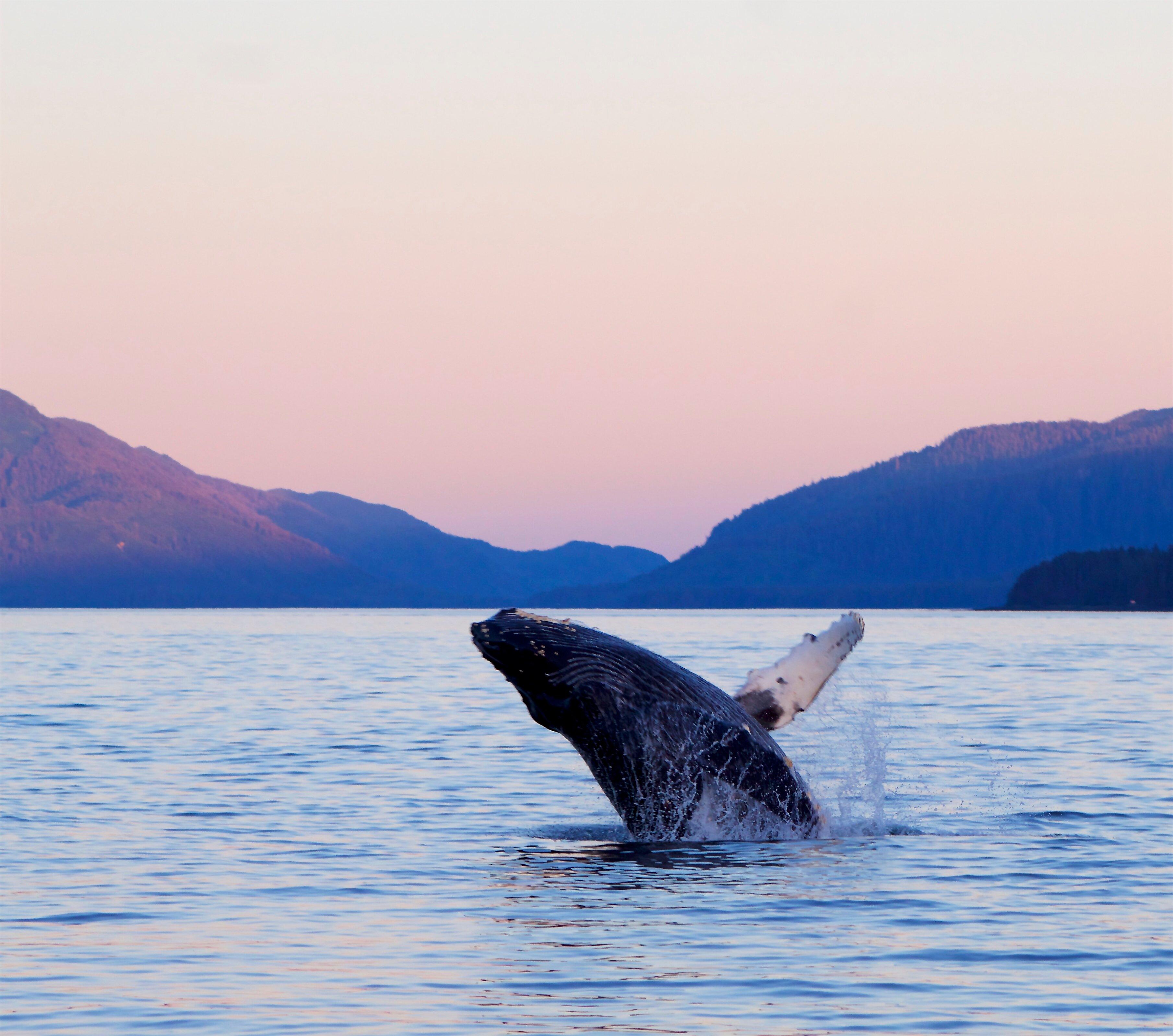 Sitka Sound Tours