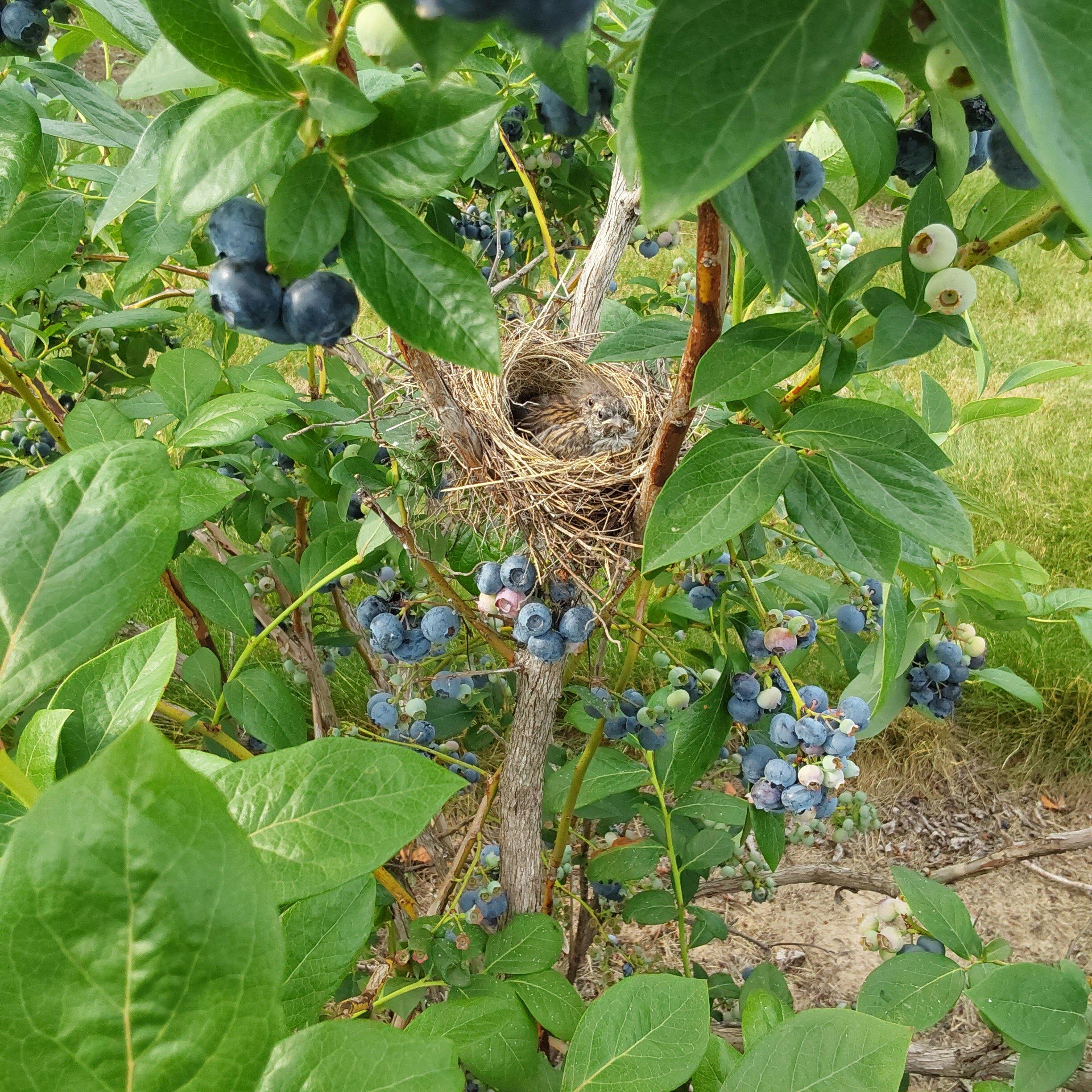 Beech Road Blueberry Farm