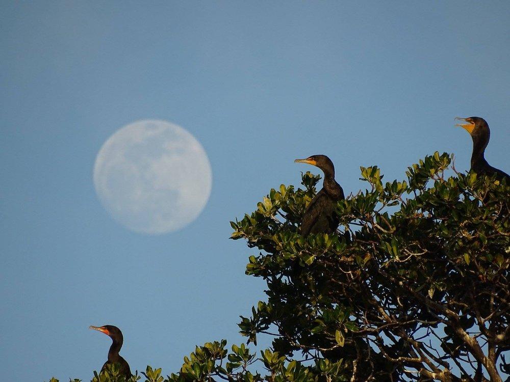 Pelican Harbor Seabird Station