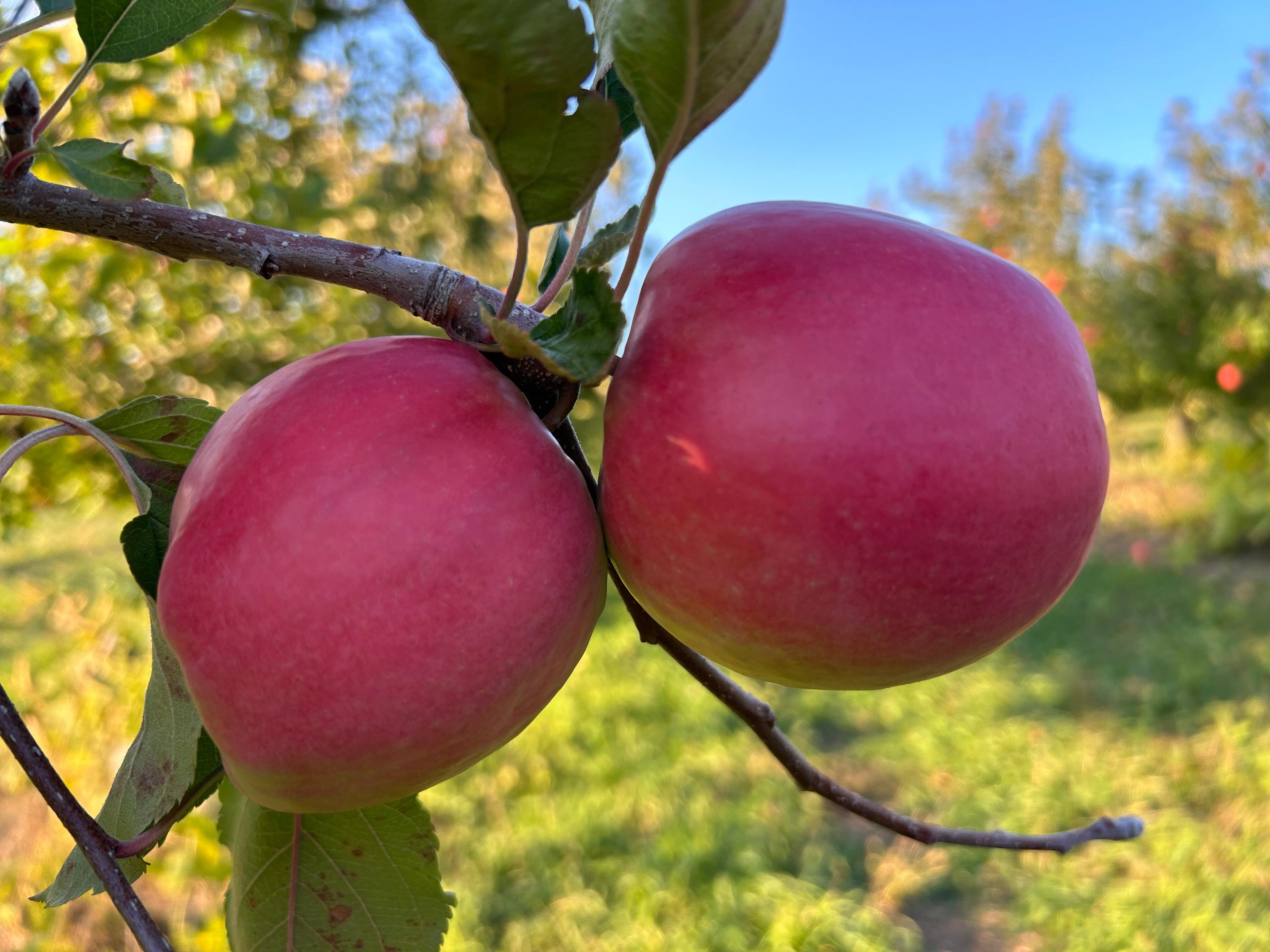 Autumn Hills Orchard