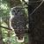 photo of MaineMountainOwl