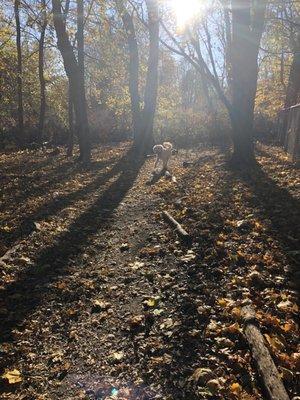 Beautiful trails for the dogs to run.