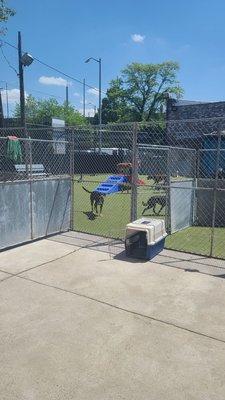 Arya enjoying playtime when she saw us picking her up!