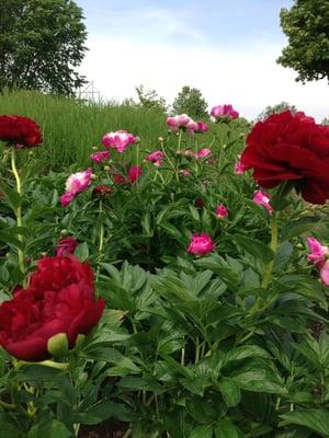 Our entire property is filled with beautiful botanical gardens, come and smell the roses!