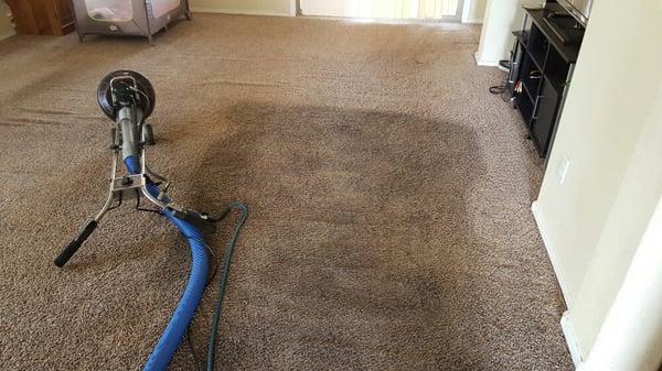 Heavily soiled carpet!