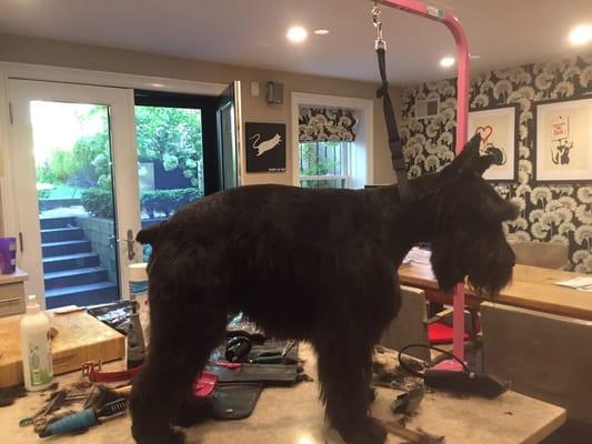 Former show dog Schnauzer getting in home beauty treatments!