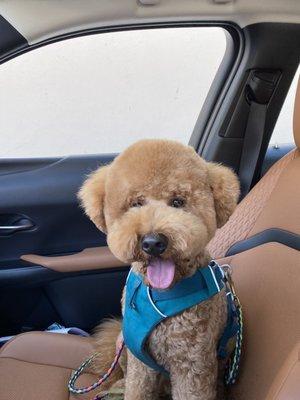 happy pup with his new haircut!