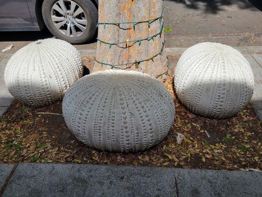 Sea urchin decor in front of shop