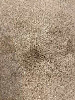 Carpet Dryclean