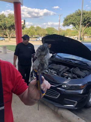 The decomposing rat we pulled out of my cars AC unit