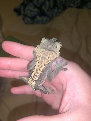 My gecko