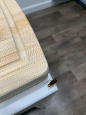 Cockroach from pizza box