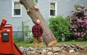 Tree Cutting service