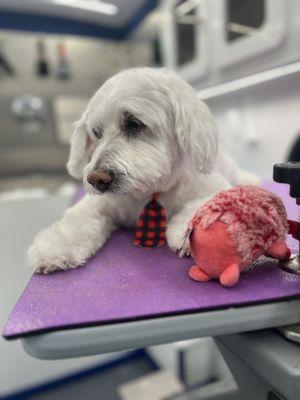 This mature gentleman just woke up from his mobile dog grooming nap :-)